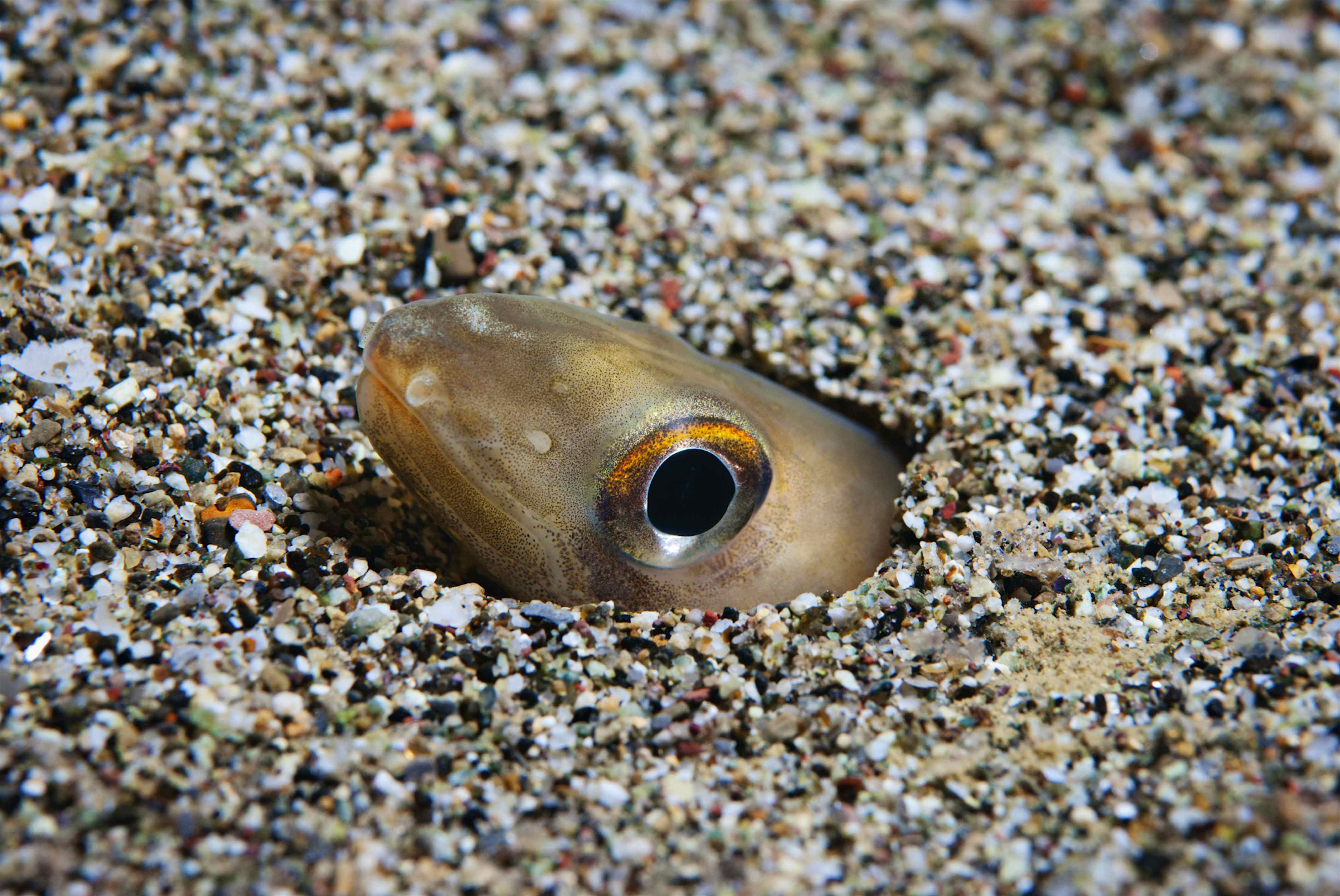 Conger of Baleari peeking from pebbles in Mediterranean sea
